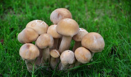 农夫山泉钟睒睒的产业(农夫山泉钟睒睒的农业帝国)(2)