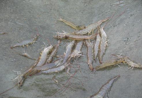 农夫山泉钟睒睒的产业(农夫山泉钟睒睒的农业帝国)(3)