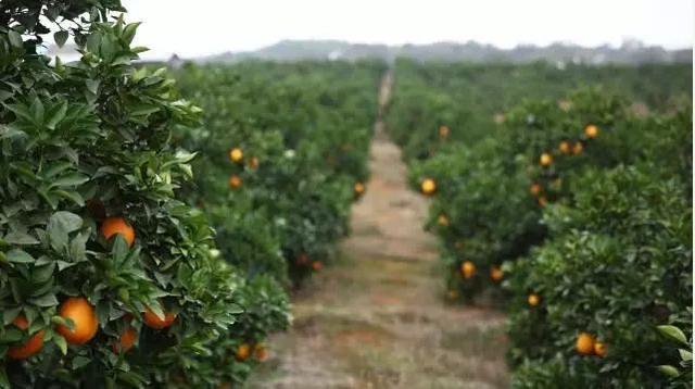 农夫山泉钟睒睒的产业(农夫山泉钟睒睒的农业帝国)(4)